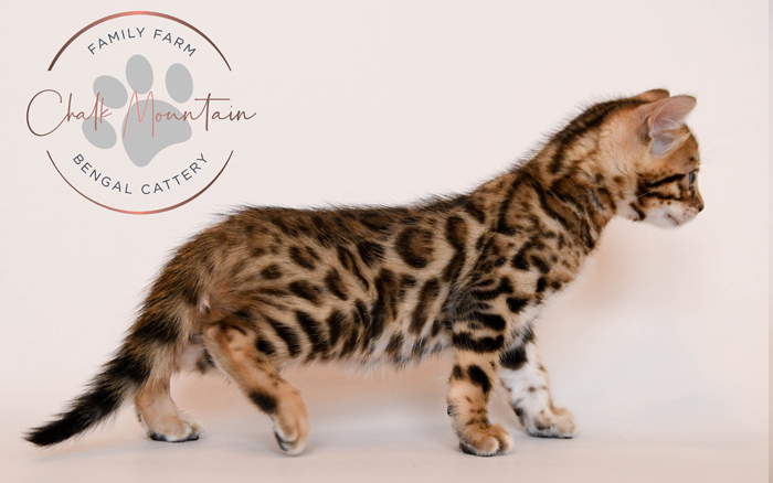 Bengal kitten for sale